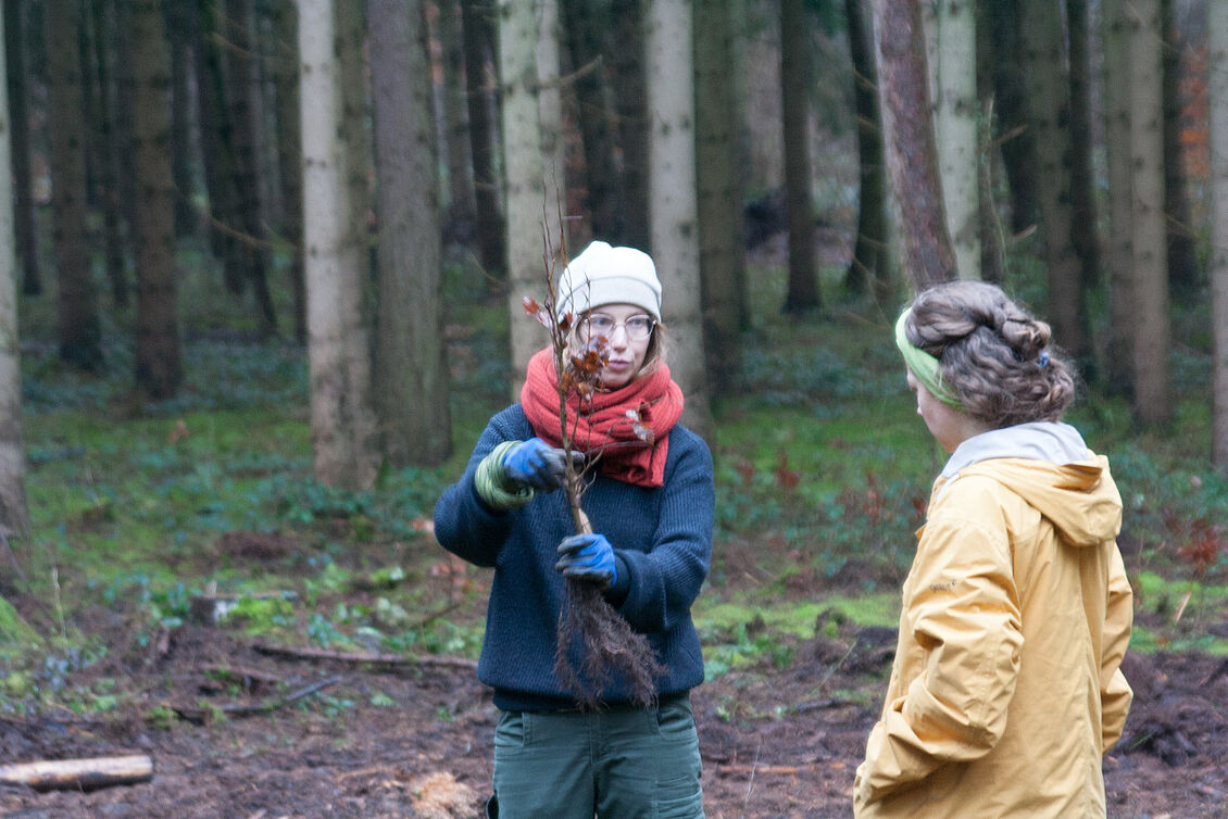 Studierende der Architektur: Exkurs: CO2-Ausgleichsmaßnahme 