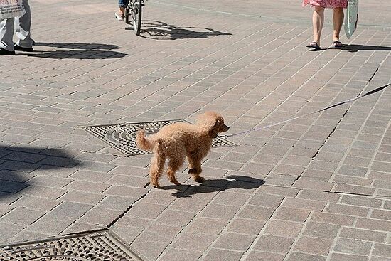 übergreifend: Buddy-Projekt