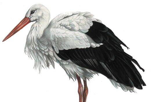 Tina Rohde: Wissenschaftsgrafik