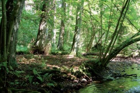 Nina Meyer: Meilenstein