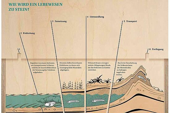 Daniela Scharffenberg: Informationsstationen für das Geologische Museum Raben Steinfeld