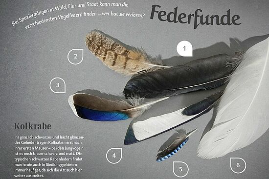 Richard Stickel: Wildtiermagazin